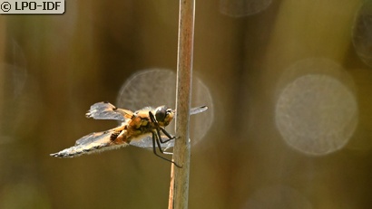 Libellule à quatre taches