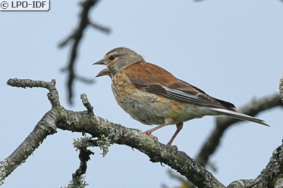 Linotte mélodieuse