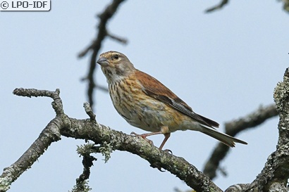 Linotte mélodieuse