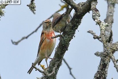 Linotte mélodieuse