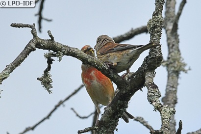 Linotte mélodieuse