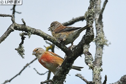 Linotte mélodieuse