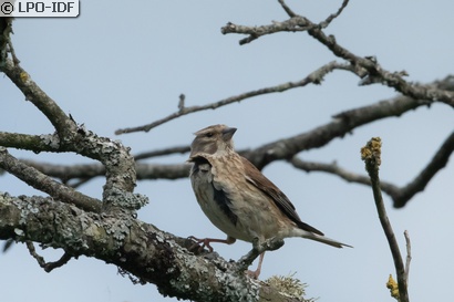 Linotte mélodieuse