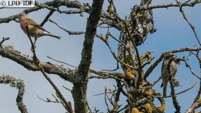 Linotte mélodieuse
