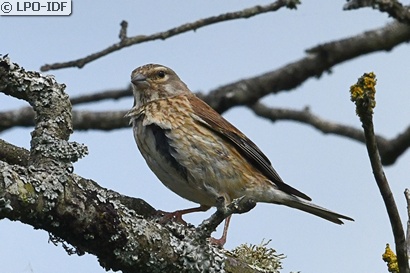 Linotte mélodieuse
