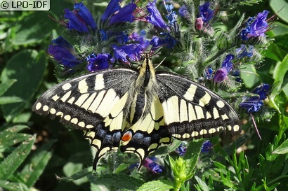 Machaon