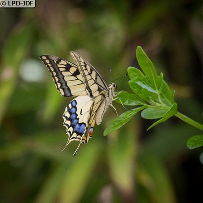 Machaon