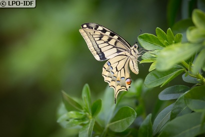 Machaon