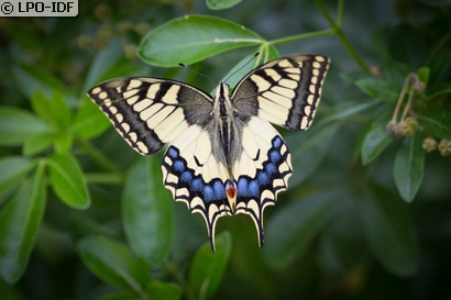 Machaon