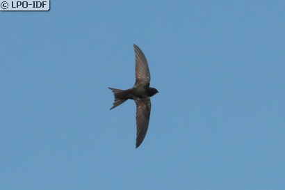 Martinet noir