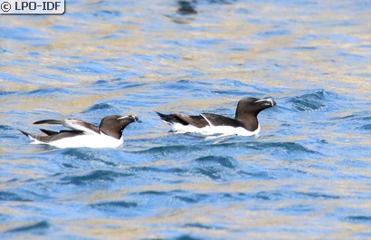 Pingouin torda