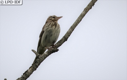 Pipit des arbres