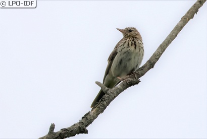 Pipit des arbres