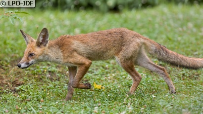 Renard roux