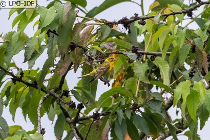 Serin cini