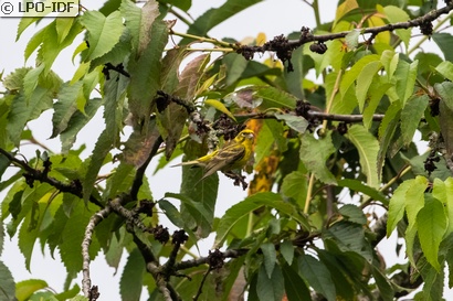 Serin cini