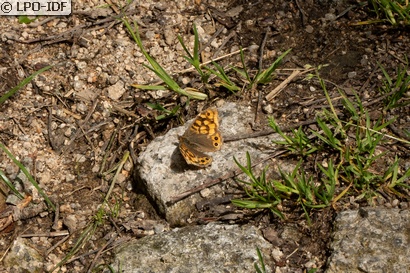 Tircis