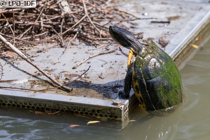 Tortue de Floride