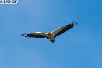 Vautour percnoptère