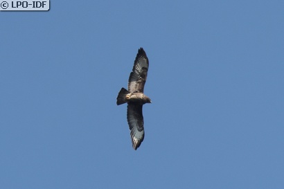 Buse variable