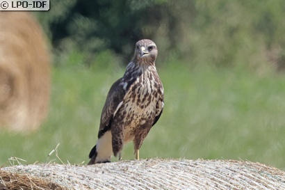 Buse variable