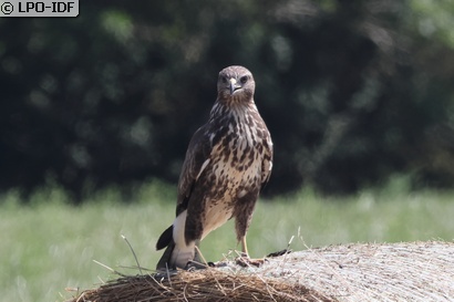 Buse variable