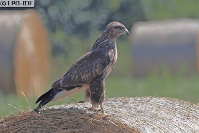 Buse variable