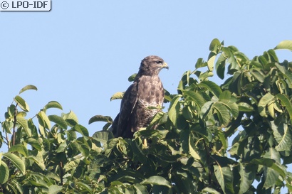 Buse variable