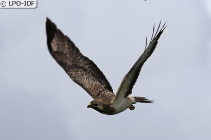 Buse variable