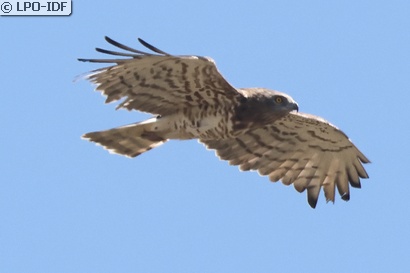 Circaète Jean-le-Blanc