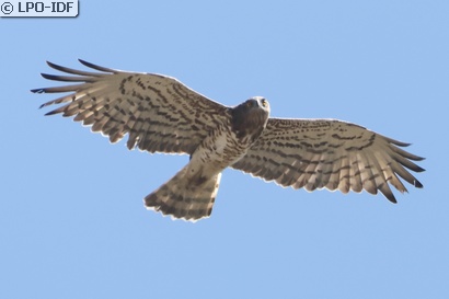 Circaète Jean-le-Blanc