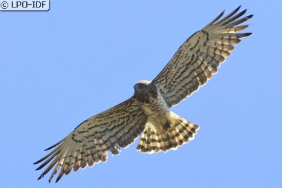 Circaète Jean-le-Blanc