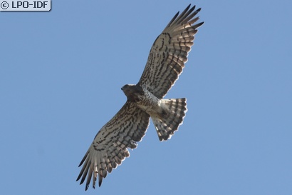 Circaète Jean-le-Blanc