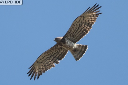 Circaète Jean-le-Blanc