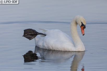 Cygne tuberculé