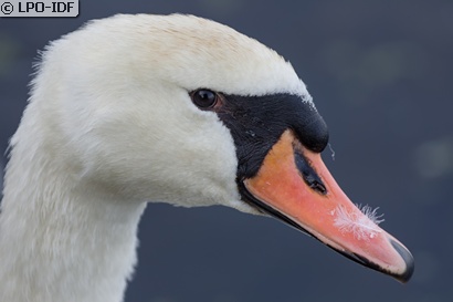 Cygne tuberculé