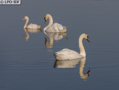 Cygne tuberculé