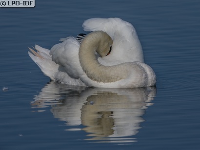 Cygne tuberculé