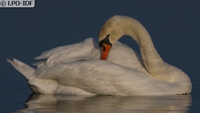 Cygne tuberculé