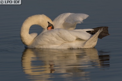 Cygne tuberculé