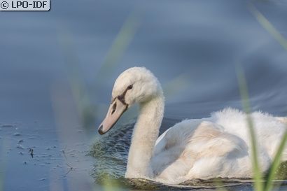 Cygne tuberculé