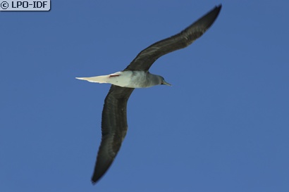 Fou à pieds rouges