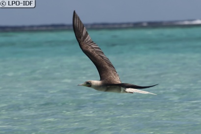 Fou à pieds rouges