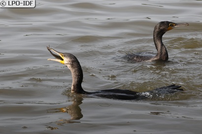 Grand Cormoran