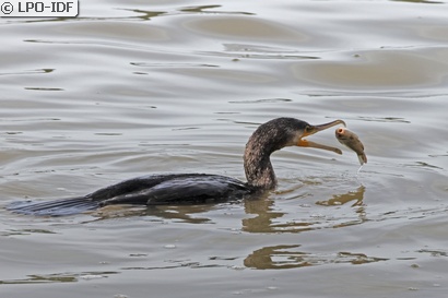 Grand Cormoran