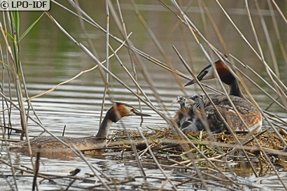 Grèbe huppé