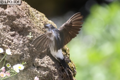 Hirondelle de fenêtre