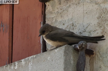 Hirondelle de rochers