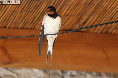 Hirondelle rustique
