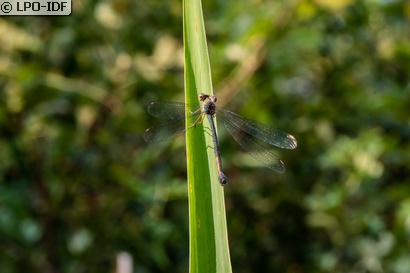 Leste vert